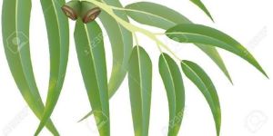 Eucalyptus Oil