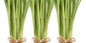 Lemon Grass Oil