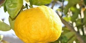 Lemon Oil