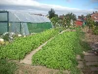 Green Manure