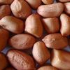 Groundnut Kernel