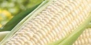 White Maize