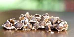 Moringa Seeds
