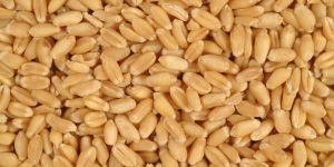 Wheat Seed