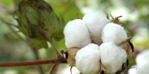 Raw Cotton