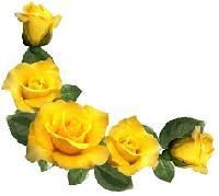 Yellow Roses