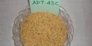Adt 43 Rice
