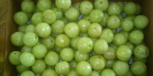 Amla Products