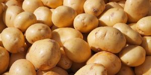 Fresh Potato