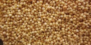 Millet Seeds