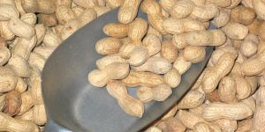Shelled Groundnuts