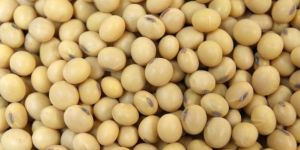 Soybean Seeds
