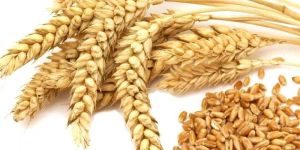 Wheat Seeds
