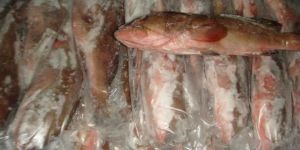 Frozen Reef Cod Fish