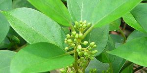Gymnema Extract