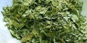 Moringa (Surjana) Dried Leaves