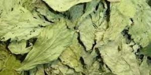 STEVIA LEAVES & POWDER