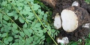 Moringa Roots