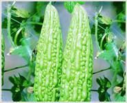 Fresh Bitter Gourd