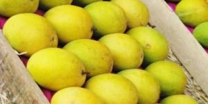 Fresh Dusehri Mango