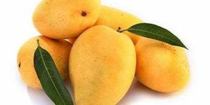 Fresh Kesar Mango