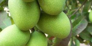 Fresh Langra Mango
