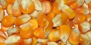 Yellow Maize