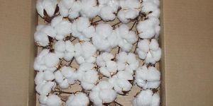 Raw Cotton