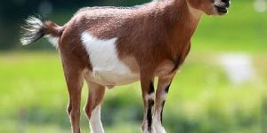 Brown Sirohi Live Goat