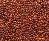 Pigeon Pea Seeds