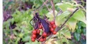 Gloriosa Superba Seeds