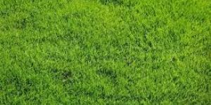 Natural Grass
