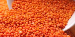 Red Lentils