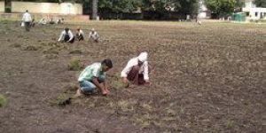 Lawn Plantation Services