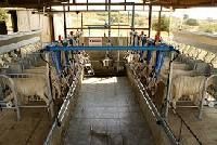 Mini Milking Parlor