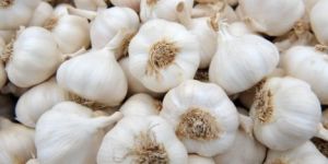 Fresh Garlic