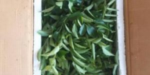 Fresh Curry Leaves