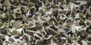 Moringa Seeds