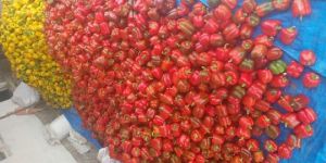 Yellow and Red Capsicum