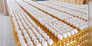 Fresh Eggs