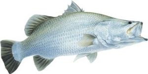 Barramundi Fish