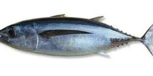 Tuna Fish
