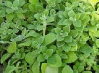 Medicinal Herbal Plants