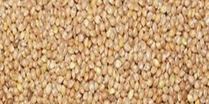 Millet Seeds