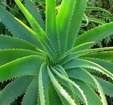 Aloe Extract