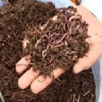 Phosphate Solubilizing Bacteria