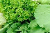 Leaf Vegetables
