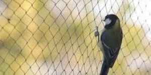 Bird Net