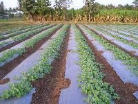 Plastic Mulching Sheets