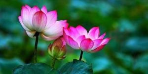 Lotus Oil